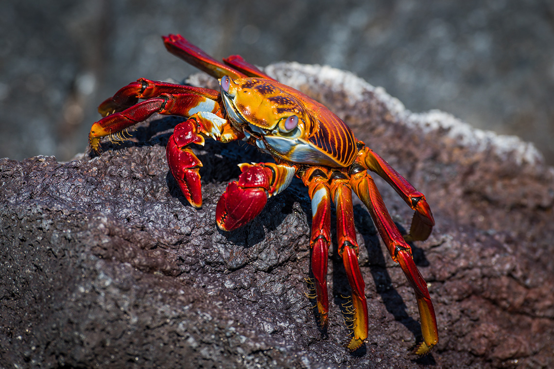 A crab sitting on some rocks.