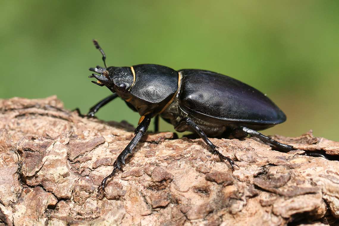 A beetle sitting on a rock with some greenery in the background.