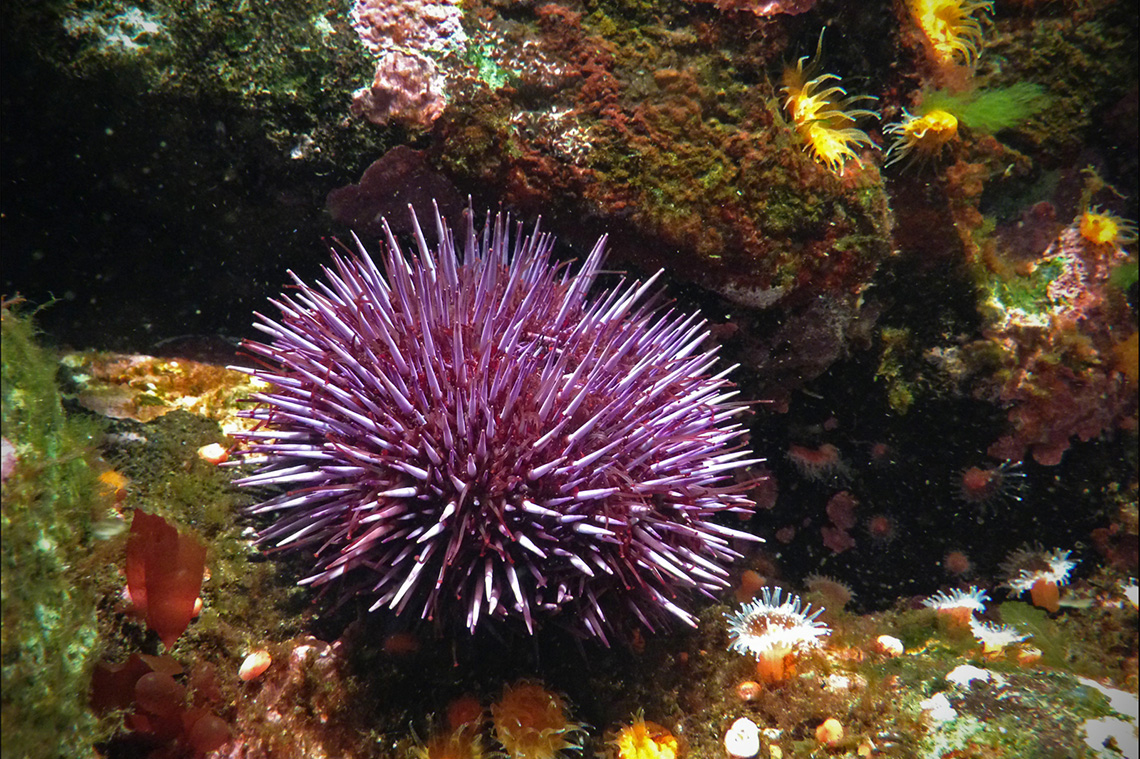 A sea urchin near some rocks and seaweed underwater.