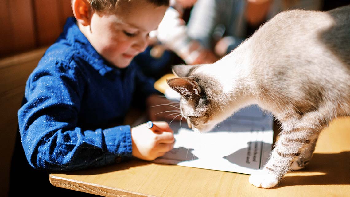 A child doing school work with a cat on the table.