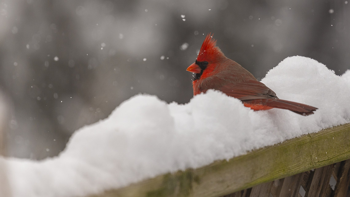 A red cardinal on a snow covered fence.