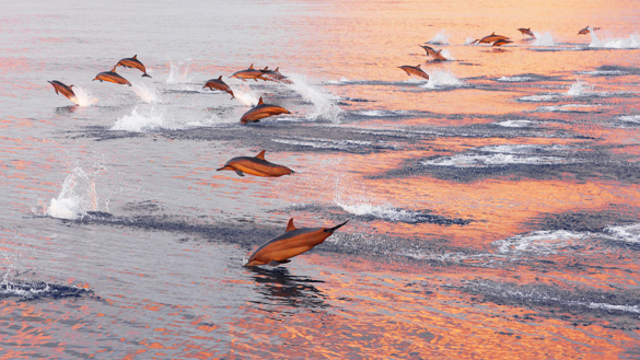 Dolphins swiming in the sea
