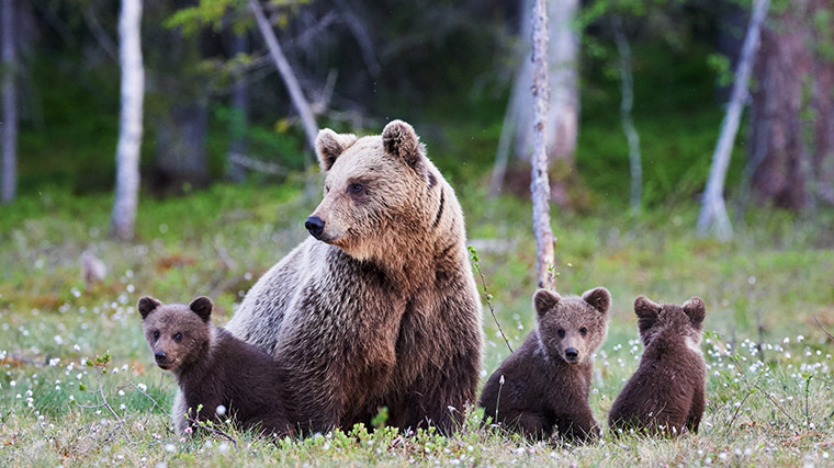 Bears in their natural habitat