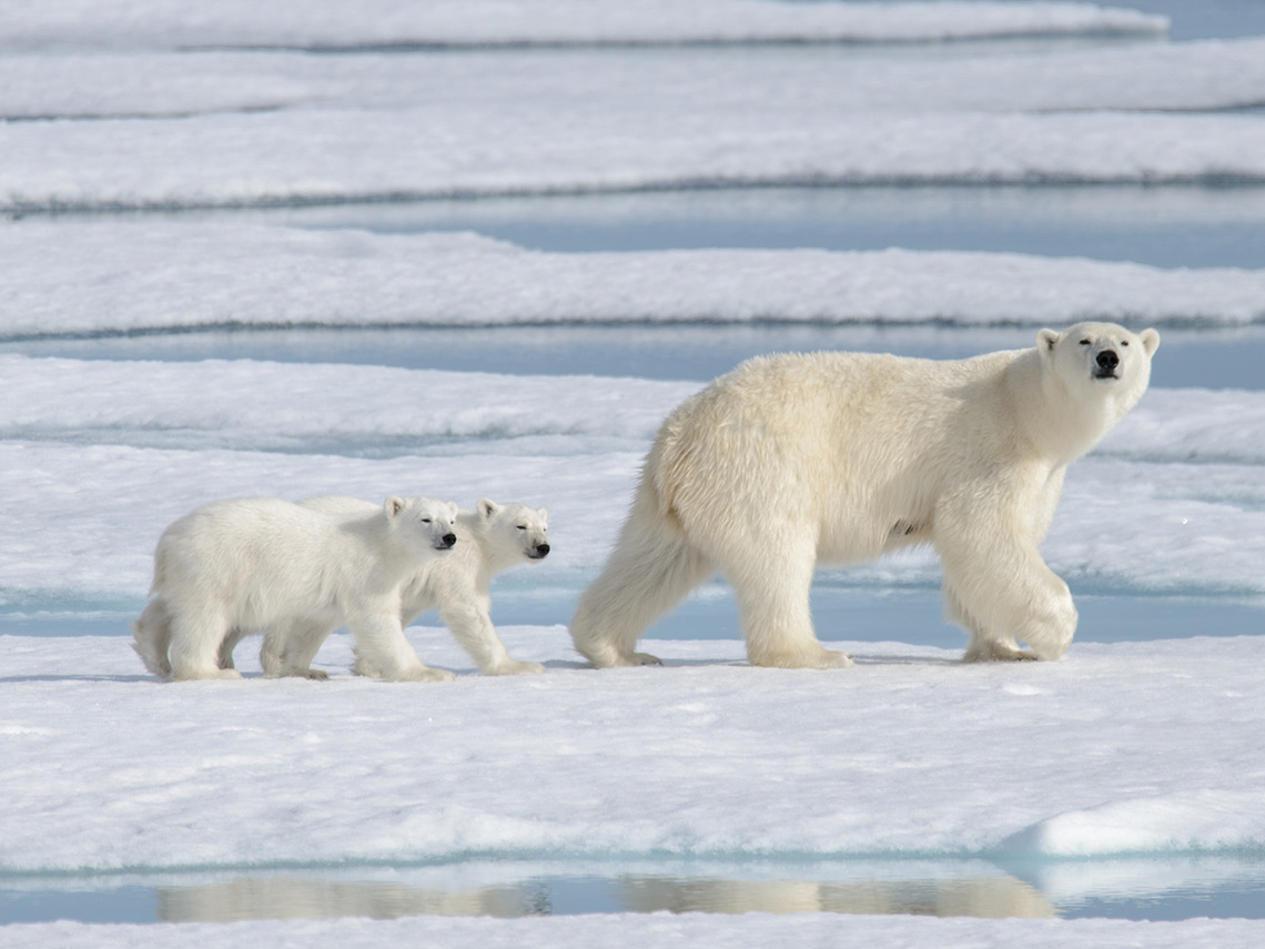 Polar bears in the Canadian Artic