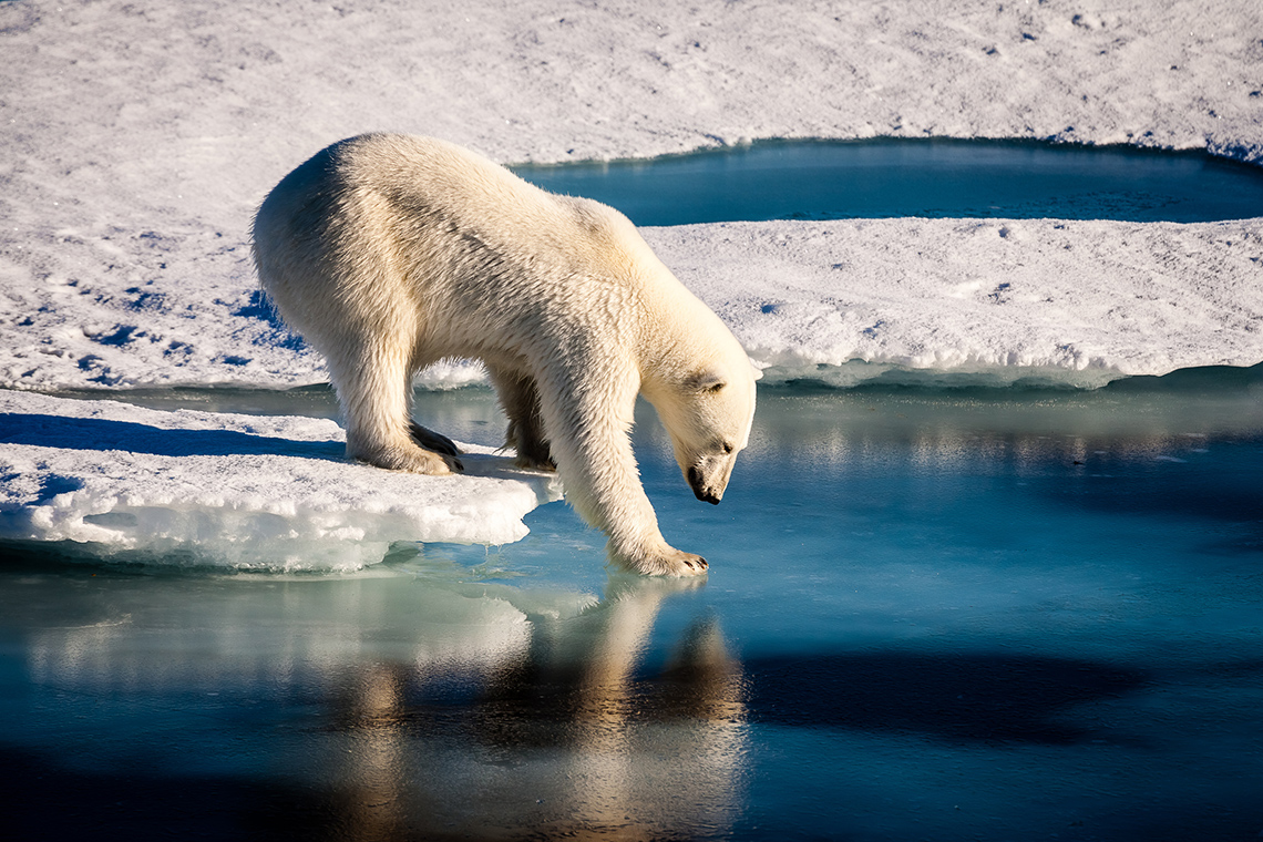 Effects of climate change on the habitat of a polar bear.