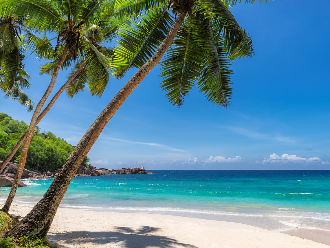 An image showing a white sand beach with a leaning palm tree and a clear bkue sea in the background.