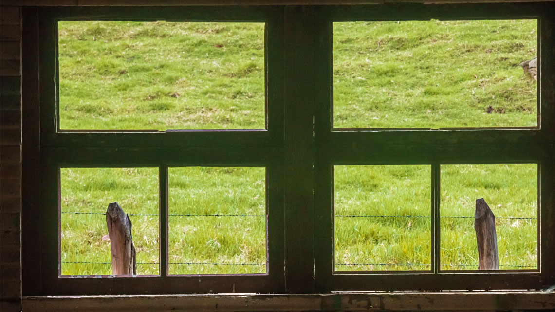 Window to a garden