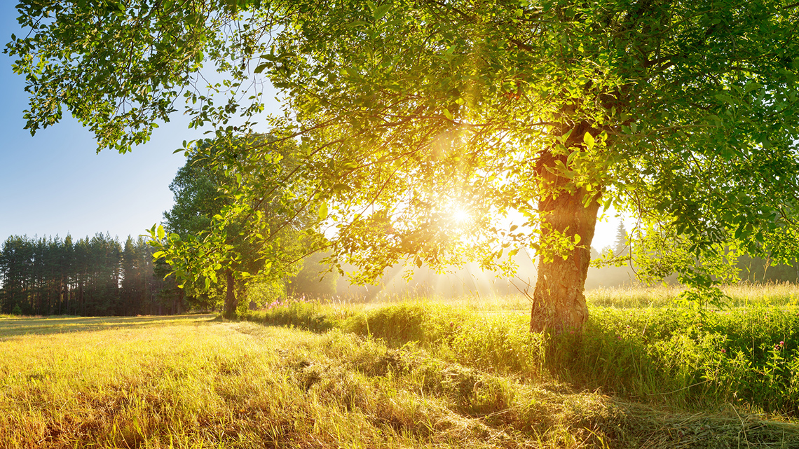 An image showing a grassy field during sunrise.
