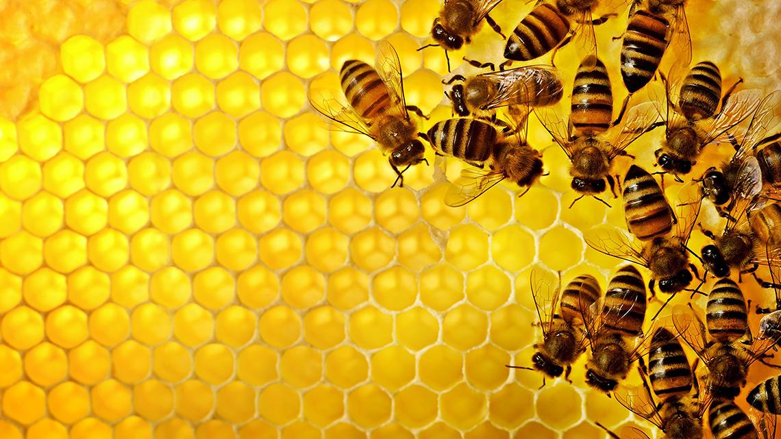 Bees on a yellow background