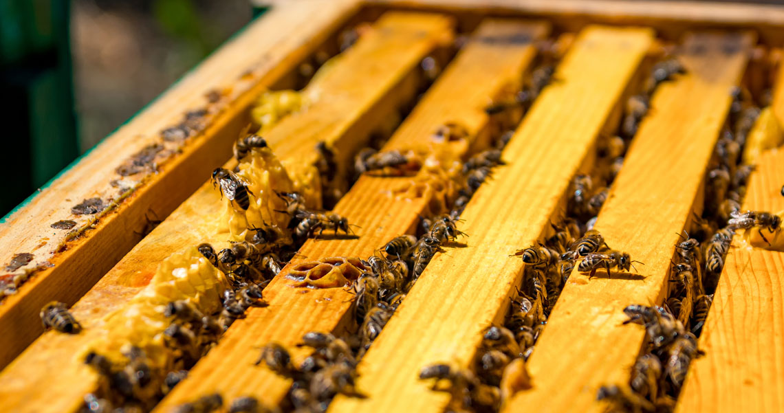 A group of worker bees on the frame edge of a beehive.