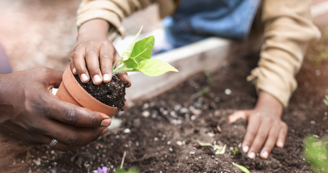 A child taking a plant from a planter to put it into the soil.