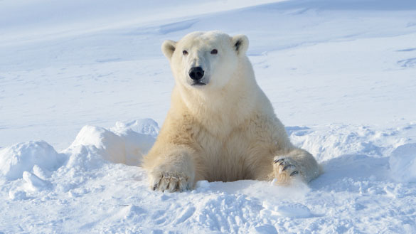 A polar bear mother coming out of the den.