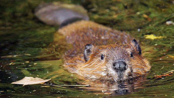 This is an image of a beaver.