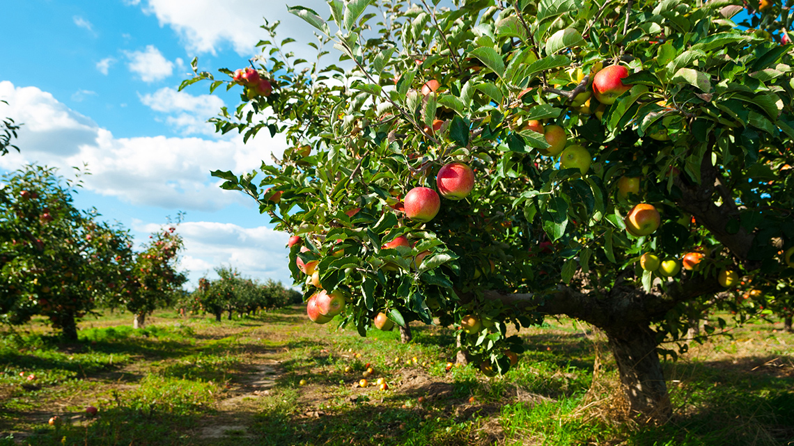 An image of two apple trees. There are many apples on the ground that fell off the trees.
