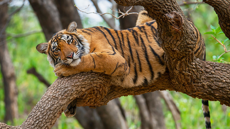 Bengal tiger living in the wild.