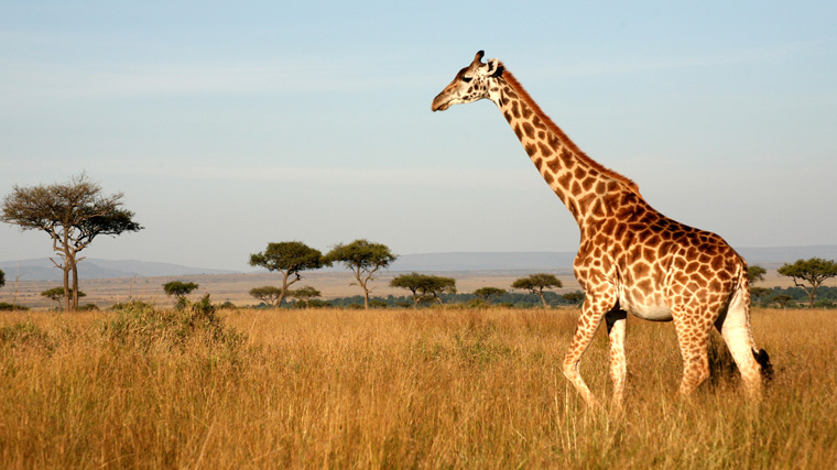 Tall giraffe walking in the Sahara.