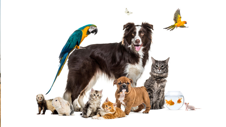 A group of pets with a dog, cat, birds, and etc.