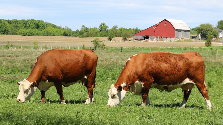 Two cows eating grass in a meadow.