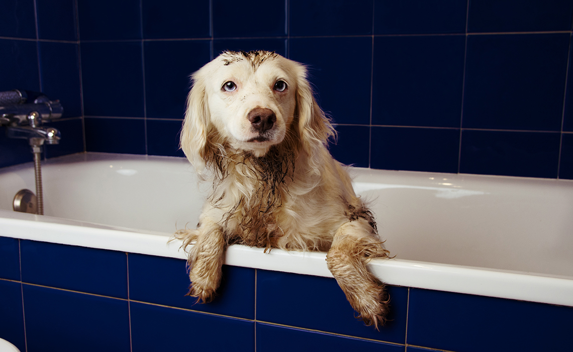 A photograph of a muddy dog getting a bath in a bathtub.