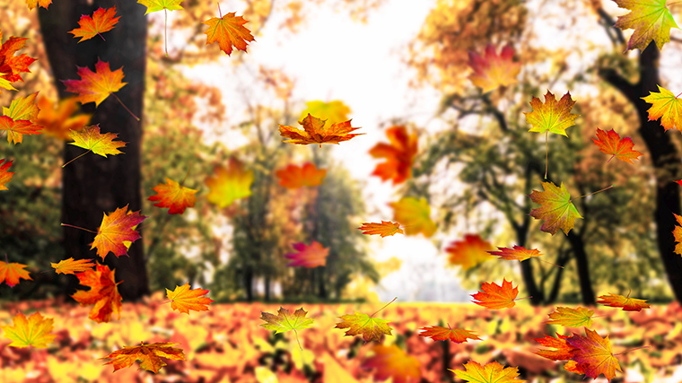 A photograph of fall leaves dancing in the wind.