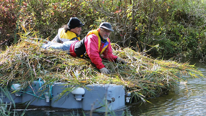 Residents near Grand Bend use a specialized barge to hack through the invasive phragmites dominating their shoreline. (Photo courtesy of Tina Knezevic)