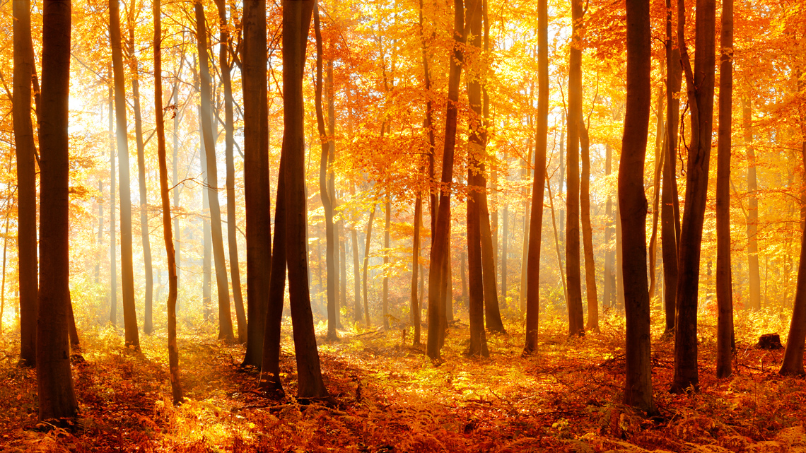 Yellow leaves on trees