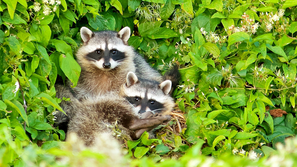A litter of raccoon pups huddled together
