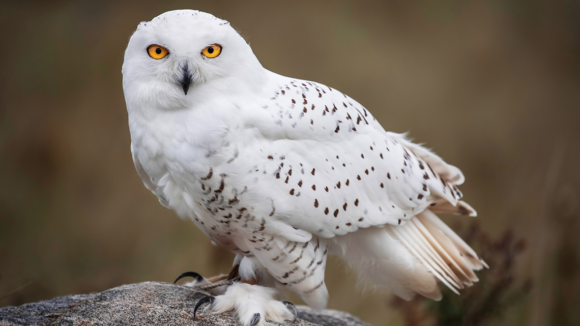 image of a Snowy Owl