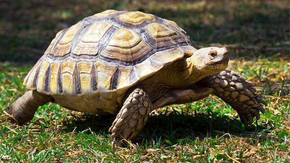 A tortoise walking on glass