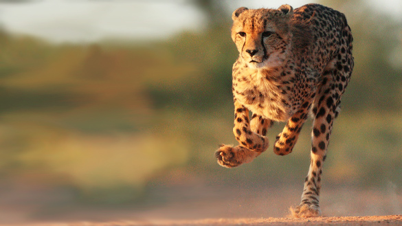 Image of cheetah running fast
