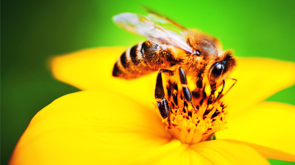 A bee pollinating a flower.