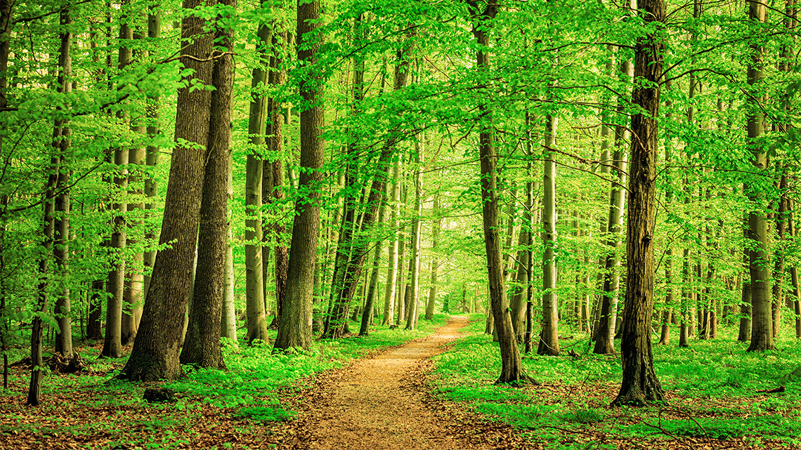 An outdoor forest trail strewn with leaves