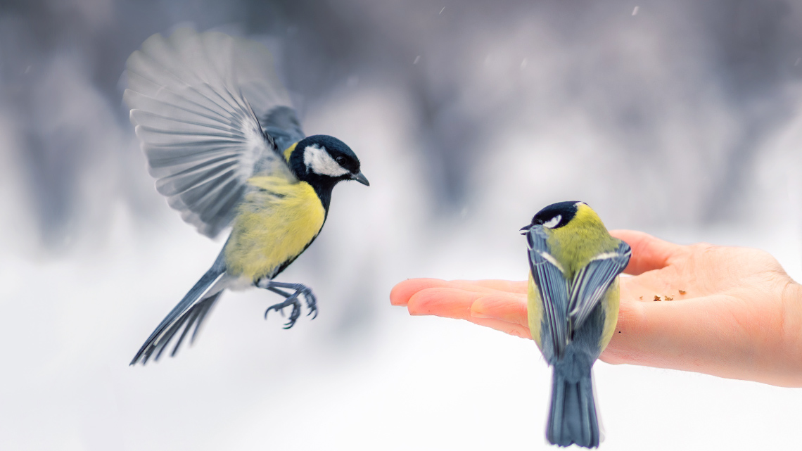 Hand is held out to feed some birds