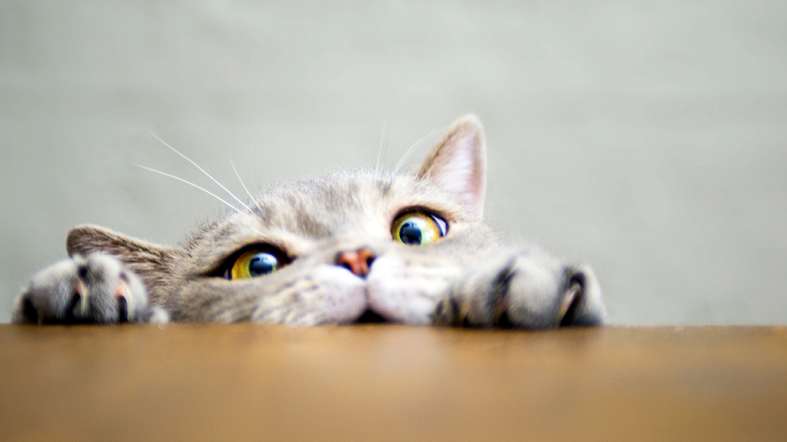 Cute and silly cat