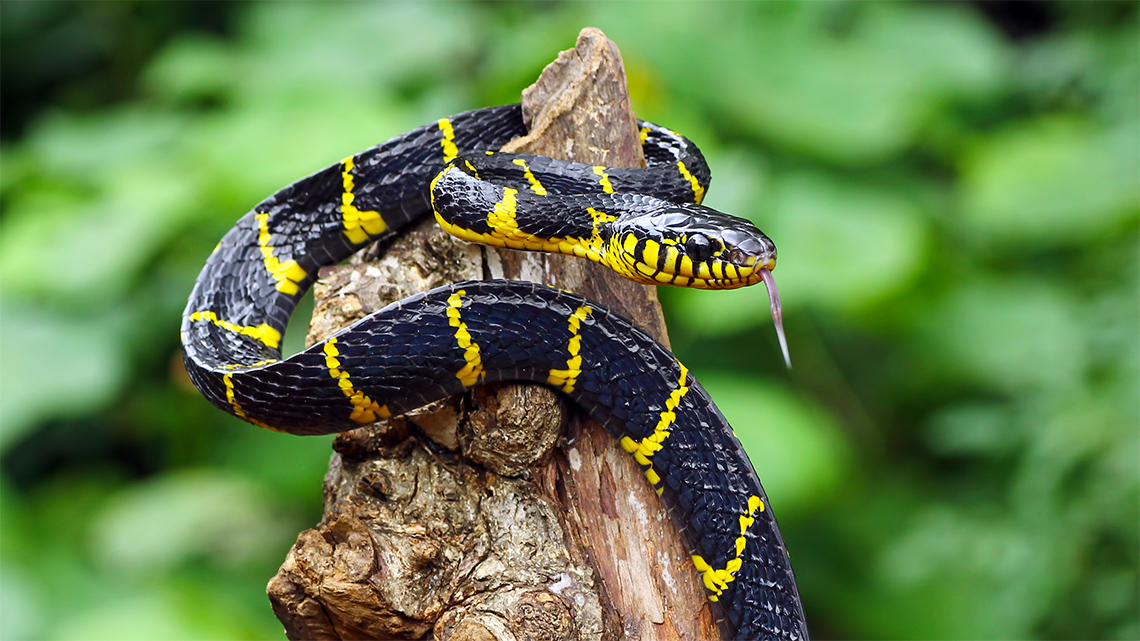 A black snake with evenly spaced yellow stripes.