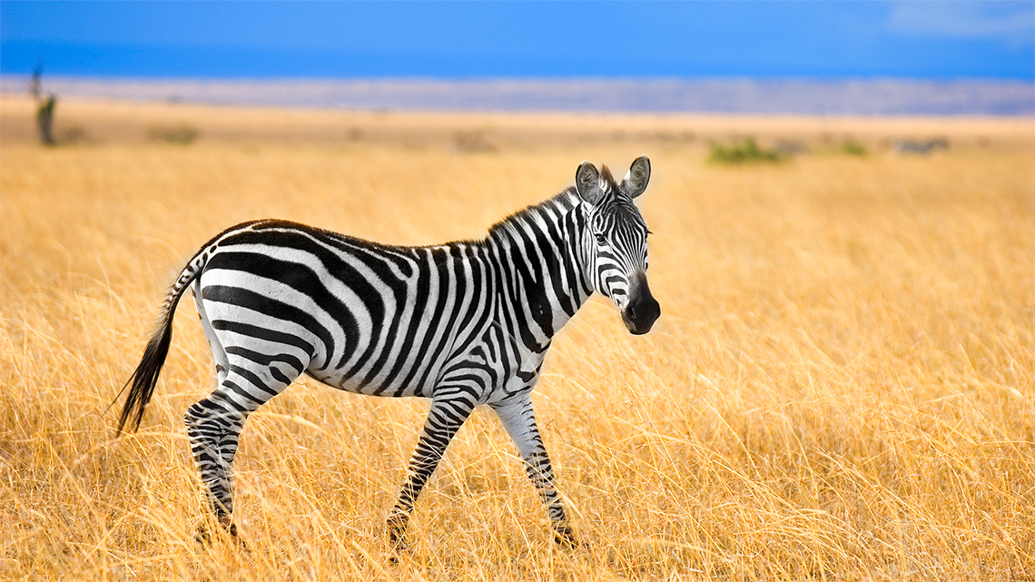 A zebra with black and white stripes over its whole body.