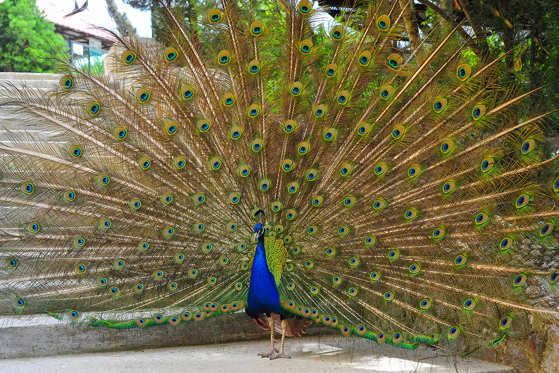 A bird with large tail feathers forming a repeating pattern of blue and gold markings that resemble eyes.