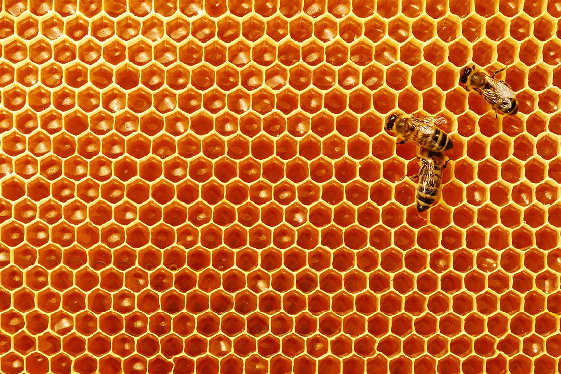 Wax hexagons connected to create a honeycomb pattern.
