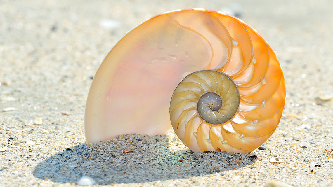 A shell with segments that form a spiral pattern.