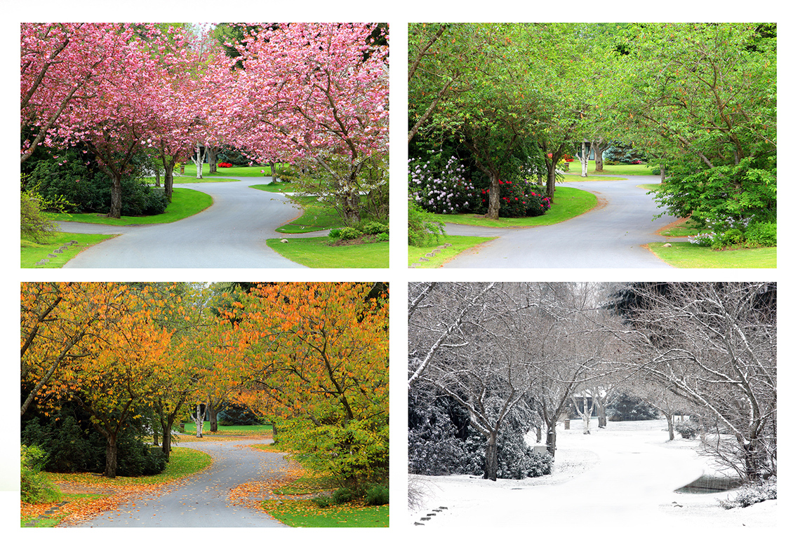 A tree in each season; spring, summer, fall, and winter.