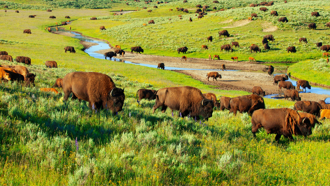 A Herd of Bison A herd of bison grazes near a stream in a field. There are many calves in the herd.