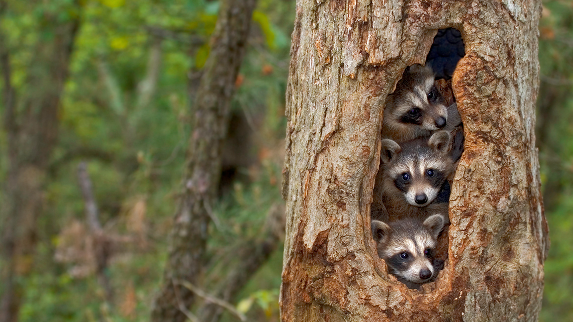 Three baby raccoons peek through a hole in a tree.
