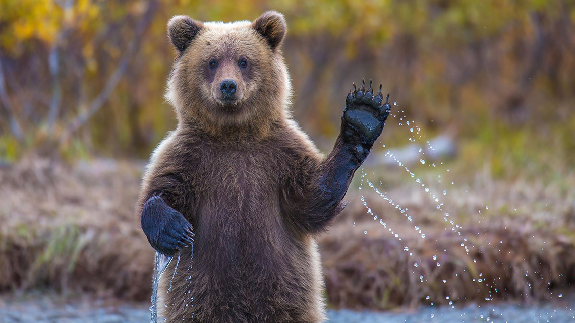 A brown bear waves its paw.