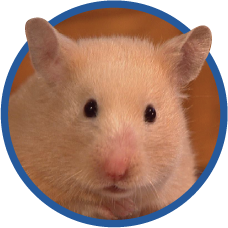 Tumbleweed the hamster.