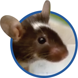 Sal the rat.