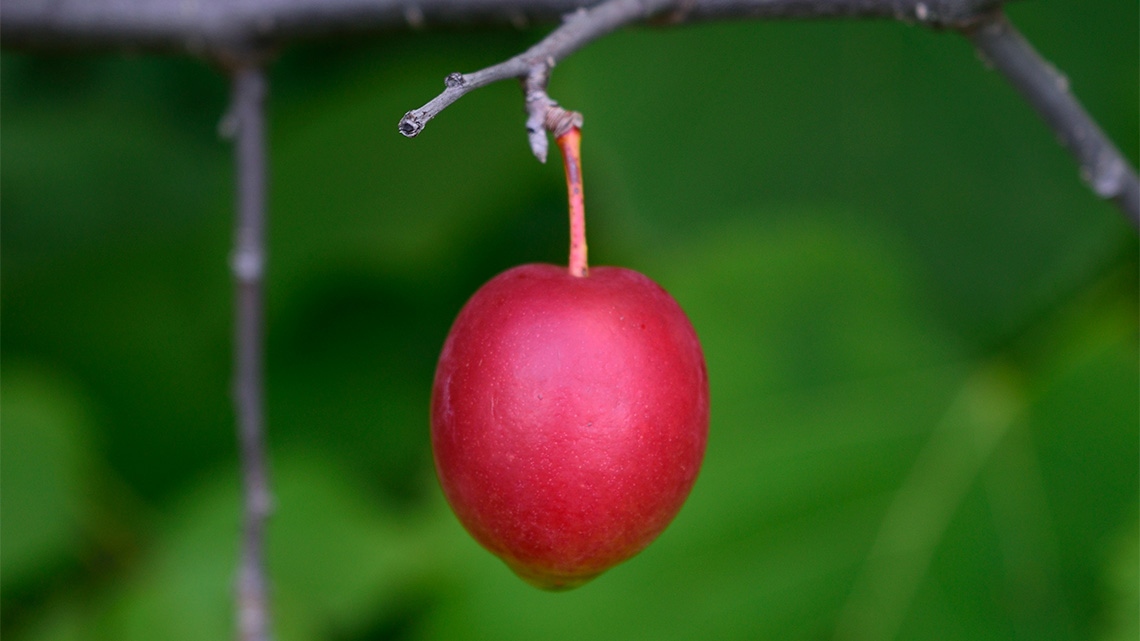 A small, red, round fruit handing from a branch.