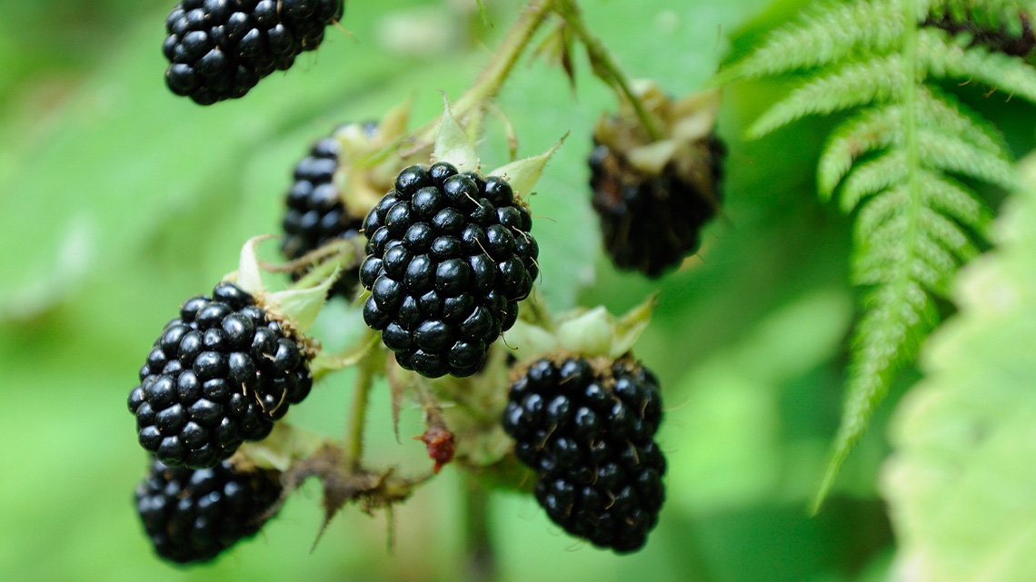 Several small black fruits made of tiny spheres grouped together growing from a bush.