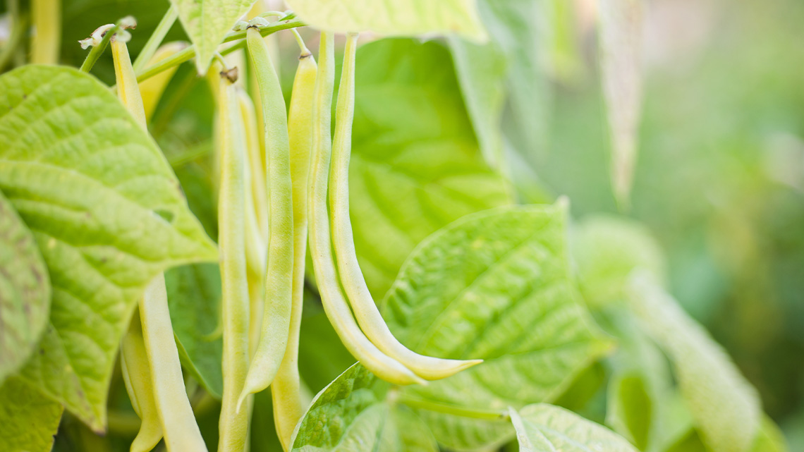 Several long, thin, yellow vegetables hanging from a stalk.