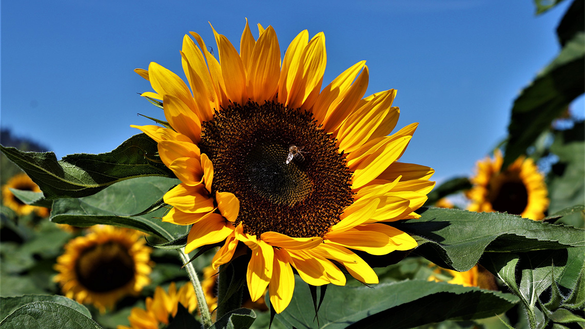 A large flower with yellow petals surrounding a large group of brown seeds at the top of a long stem with big green leaves.