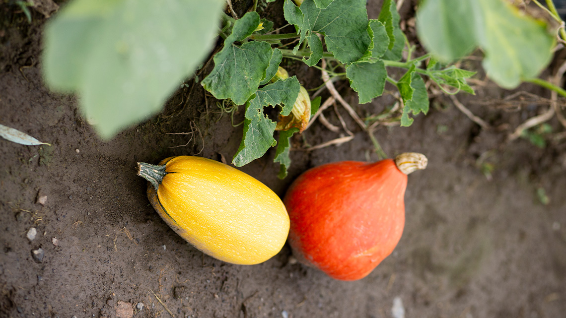 Large orange and yellow oblong vegetables on a dirt ground next to a vine with large leaves.